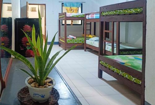 a room with four bunk beds and a potted plant at RedDoorz at St Anthony Beach Resort in Asturias