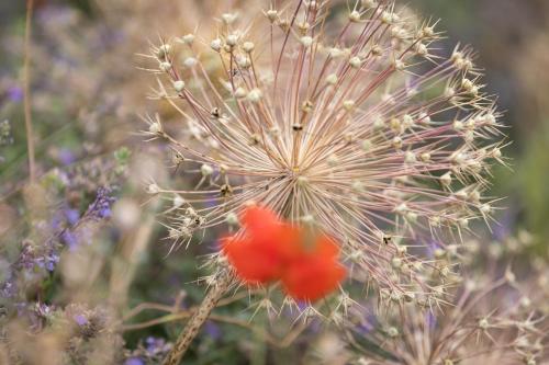 a red flower in a field of flowers at Fellpack House in Keswick