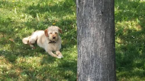 un perro tirado en la hierba junto a un árbol en La Casa Di Scrigno, en Poviglio
