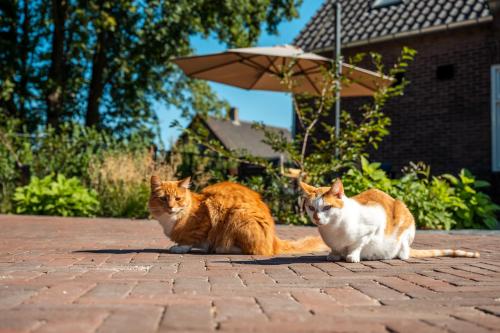 two cats sitting on a brick floor with an umbrella at Hof van Hool in Nuenen