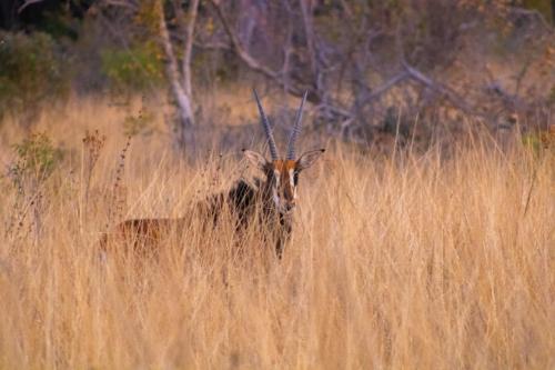 an antelope is standing in the tall grass at Fumani Game Lodge in Modimolle