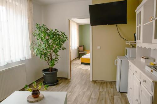a kitchen with a potted tree in the middle of a room at Pension Bergstube in Bad Langensalza