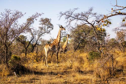 dos jirafas parados uno al lado del otro en un campo en Fumani Game Lodge, en Modimolle
