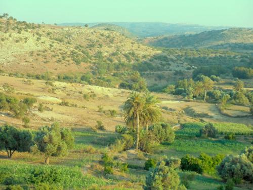 a palm tree in a field with mountains in the background at Hotel Villa Soleil in Sidi Kaouki