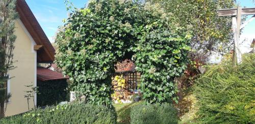 a large ivy growing on the side of a house at Anna's Home - Ferienwohnungen in Ratsch an der Weinstraße