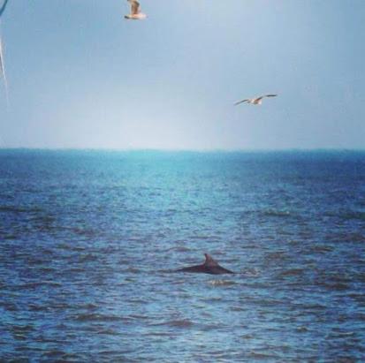 a dolphin and two birds flying over the ocean at Coastal Joy - Room 1 in Newbiggin-by-the-Sea