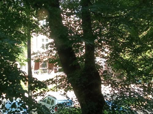 Zahrada ubytování Niewielki pokój jedno lub dwuosobowy w dużym mieszkaniu w Gdańsk Wrzeszcz ul Smoluchowskiego koło Akademii Medycznej - cooliving