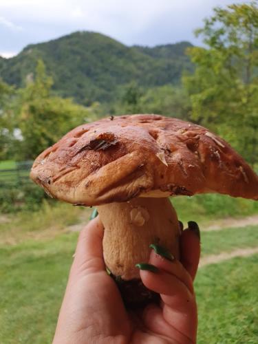 a person holding a mushroom in their hand at Садиба Кичера in Petrashani