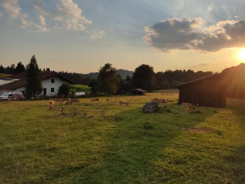a group of animals grazing in a field at sunset at Pension Bachlhof in Fürsteneck