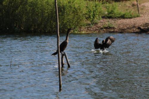 two birds standing on poles in the water at Hotel Gilda in Coyuca
