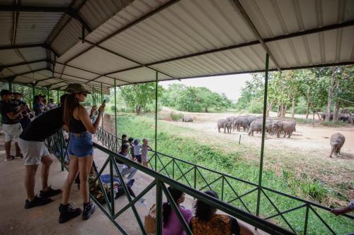 a woman taking a picture of a herd of elephants at Kalu's Hideaway Udawalawe in Udawalawe