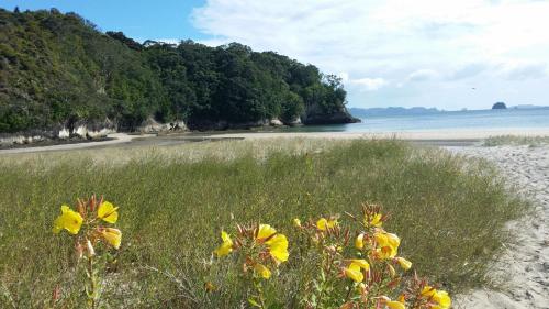 a field of yellow flowers on the beach at Sovereign Pier On The Waterways in Whitianga
