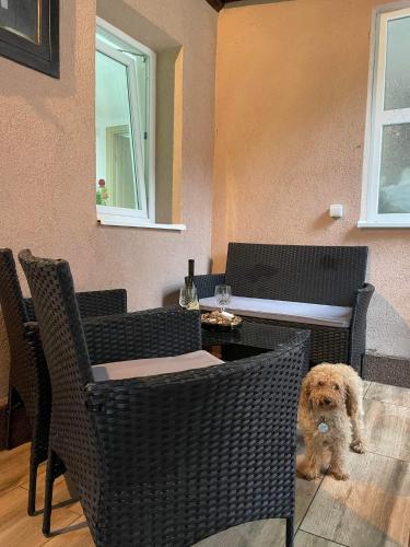 a small dog sitting in front of a table and chairs at Pro arte in Kladovo