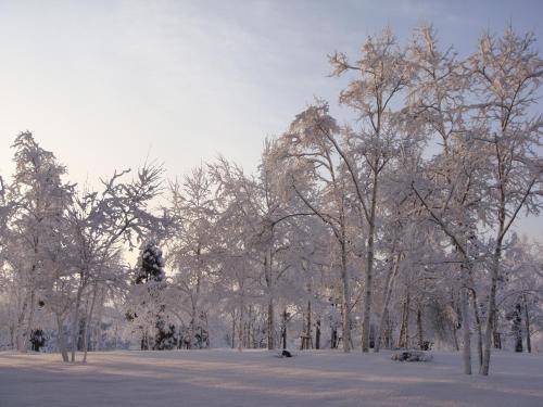 a group of trees covered in snow at Sun Members Hirugano in Gujo