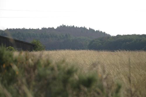 a field of tall grass with a barn in the background at RechHof Urlaub bei Tieren in Schalkenbach