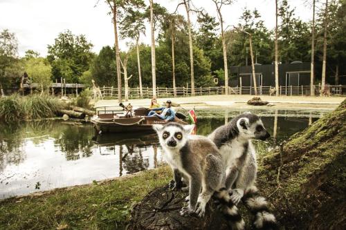two lemurs standing on a rock in front of a boat at Heerlijk bos chalet met ongekende rust en vrijheid in Nunspeet