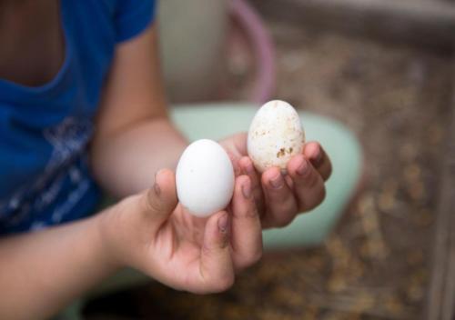 a person holding three eggs in their hands at Agriturismo Il Borgo in Passo di Mirabella
