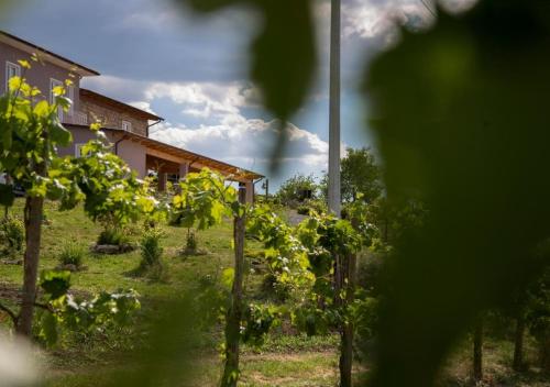a bunch of vines in front of a house at Agriturismo Il Borgo in Passo di Mirabella