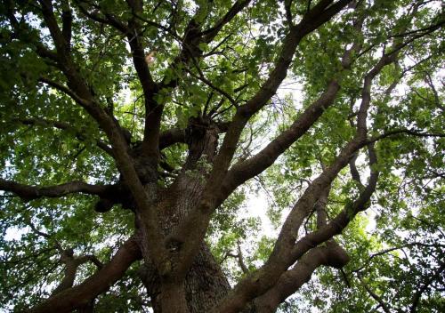 a large tree with lots of branches and leaves at Agriturismo Il Borgo in Passo di Mirabella
