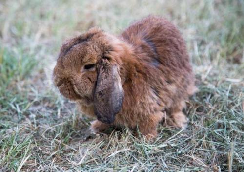 a small brown rabbit standing in the grass at Agriturismo Il Borgo in Passo di Mirabella