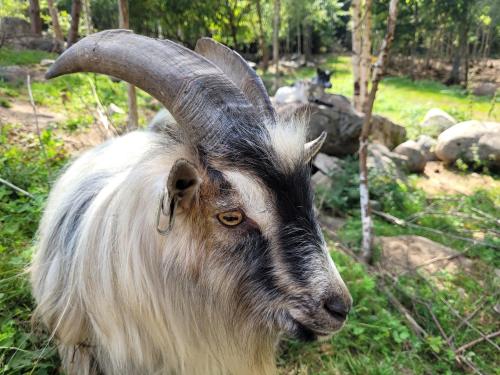 a goat with long horns standing in the grass at Bergakungen Stugby in Osby