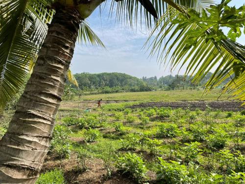 a palm tree in a field with a person in the distance at Little Villa Hotel in Wadduwa