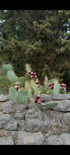 a plant on top of a stone wall at D,apartman' ulica pušća 51, 51513 Omišalj in Omišalj