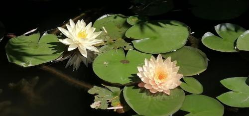 two white flowers in a pond with green lily pads at Boutique B&B and Wellness la Casa dei 5 Elementi in Giubiasco
