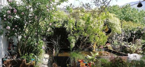 a garden with a pond and many plants at Boutique B&B and Wellness la Casa dei 5 Elementi in Giubiasco