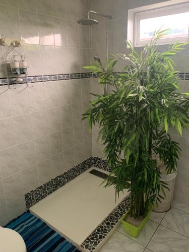 a bathroom with a shower with two plants in it at Matatia in Punaauia