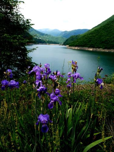a bunch of purple flowers in front of a lake at Etno selo - Guest House Etno Village - TRSA in Pluzine