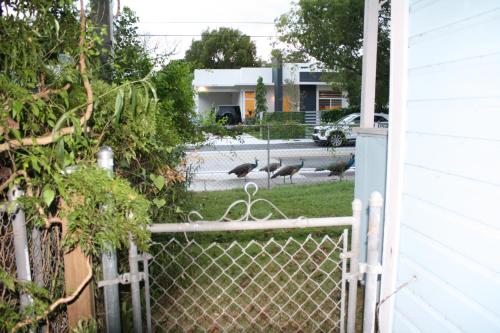 Key West Style Historic Home in Coconut Grove Florida, The Blue House photo 23