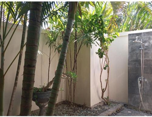 a group of palm trees in front of a wall at Mango Moon in Pemuteran