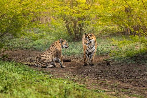 two tigers are sitting on a dirt road at Sariska Manor Luxury Cottages Tehla in Tehla