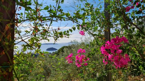 a bunch of pink flowers in a garden at Stone House in olive grove in Tolo