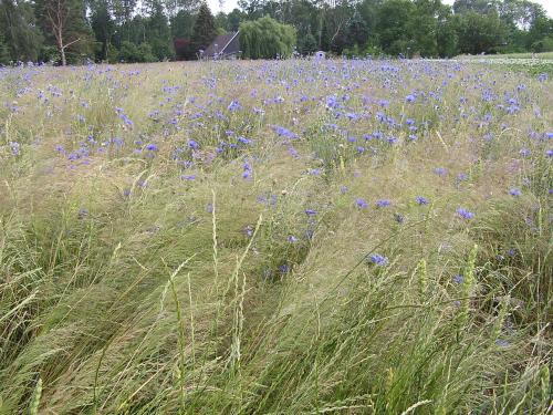 a field of blue flowers in a field of grass at Peeneurlaub in Lassan
