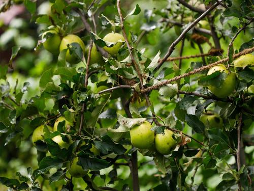 a bunch of apples growing on a tree at Divine Hills Mashobra in Shimla