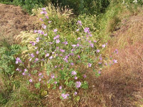 a bunch of purple flowers in the grass at Peeneurlaub in Lassan