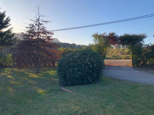 a large bush in the grass next to a street at Quinta Ecuador Tandil in Tandil
