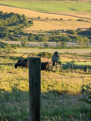 a group of cows in a field behind a fence at The Manor House Inn in Shotley Bridge