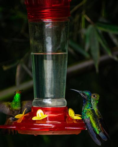 two humming birds sitting on a red bird feeder at Mindo GlamBird Glamping & Lodge in Mindo