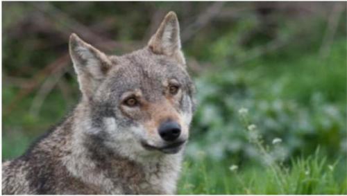 a coyote standing in the grass in a field at Mondeus Inn Luxury in Deskáti