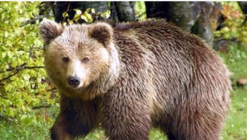 a large brown bear walking in the grass at Mondeus Inn Luxury in Deskáti