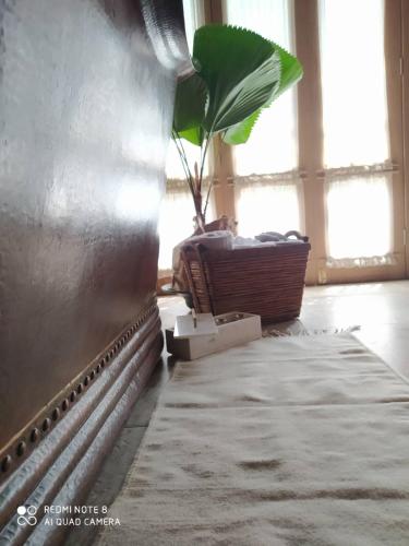 a room with a potted plant sitting next to a wall at Hotel Bendita Luna in Mazunte