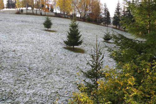 three christmas trees in a field with snow at Vila Serar in Moieciu de Jos