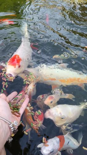 a group of koi swimming in the water at Gîte au cœur des vignes avec piscine et spa in Saudoy