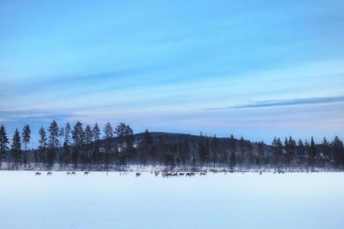 a snow covered field with trees in the background at Cozy Stuga - Mountain View in Ramsele