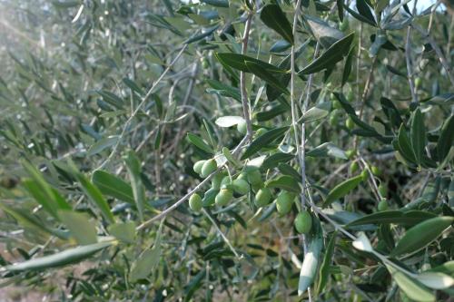 Φωτογραφία από το άλμπουμ του Casale Amerina σε Camerata