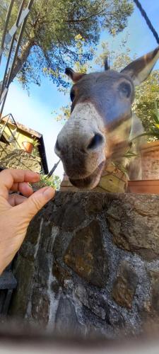 ファームステイの敷地内または近くにいる動物