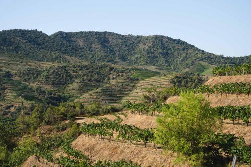a view of a hillside with trees and mountains at ORA Hotel Priorat, a Member of Design Hotels in Torroja